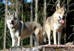 IL CANE LUPO CECOSLOVACCO