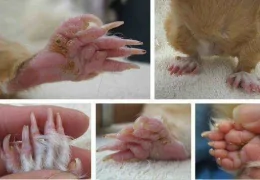 POLYDACTYLY IN GUINEA PIGS