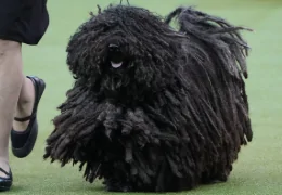 THE PULI