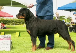 THE ROTTWEILER