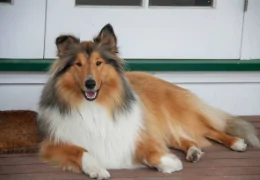 O ROUGH COLLIE