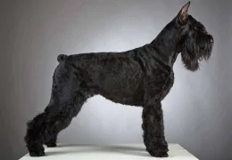 LE SCHNAUZER GÉANT