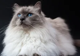 LE CHAT SACRÉ DE BIRMANIE