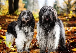 DER HOLLÄNDISCHE SCHAPENDOES HUND