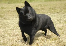 THE SCHIPPERKE