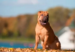 O SHAR PEI