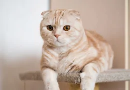 THE SCOTTISH FOLD CAT