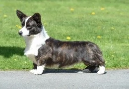 O CARDIGAN WELSH CORGI