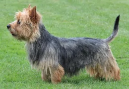 THE AUSTRALIAN TERRIER