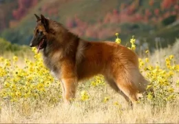 THE BELGIAN SHEPHERD TERVUEREN