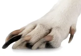 ARE LONG NAILS A PROBLEM FOR DOGS?