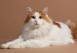 THE TURKISH VAN CAT