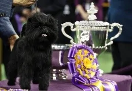 EL AFFENPINSCHER