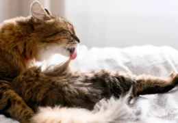 OVERGROOMING IN CATS