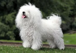 LE BICHON BOLOGNAIS