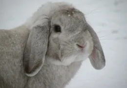 GIBT ES DAS „BELIER LOP“ KANINCHEN?