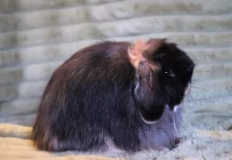 THE MINI CASHMERE LOP RABBIT