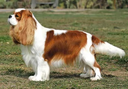 L'ÉPAGNEUL CAVALIER KING CHARLES