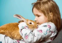 LES MEILLEURES RACES DE LAPINS POUR LA THÉRAPIE