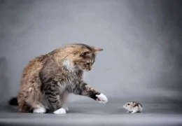 POSSO TER UM GATO E UM HAMSTER A VIVER JUNTOS?