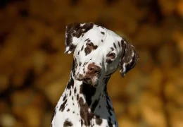 THE DALMATIAN