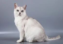 THE BURMILLA CAT