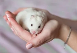 HOW TO HANDLE OUR HAMSTER?