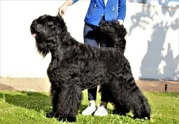 THE BLACK RUSSIAN TERRIER