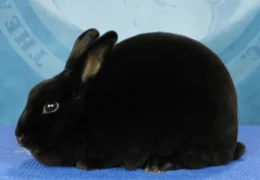 THE MINI REX RABBIT