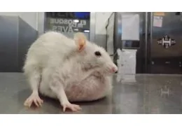 EL CÁNCER EN LAS RATAS