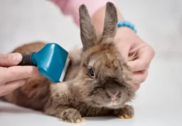 MOULTING IN RABBITS