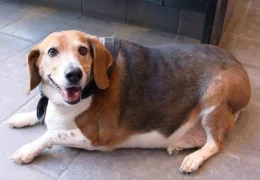 OBESITY IN DOGS AND CATS