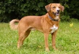 LE PINSCHER AUTRICHIEN