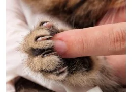 DECLAWING IN CATS
