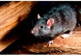 DO SMALL PETS ATTRACT WILD RATS?