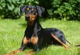 THE GERMAN PINSCHER