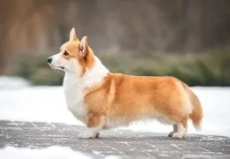 EL WELSH CORGI PEMBROKE