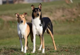 LE COLLIE A POIL COURT